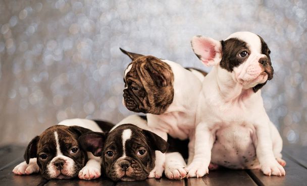 Четыре щенка французского бульдога лежат на полу досок
. - Фото, изображение