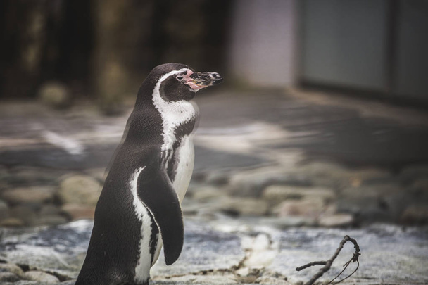 Pinguine in Namibia – Bilder