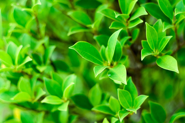 крупним планом природа Листя Фон, зелений лист на розмитому фоні в саду з копіювальним простором, свіжа концепція шпалер
. - Фото, зображення