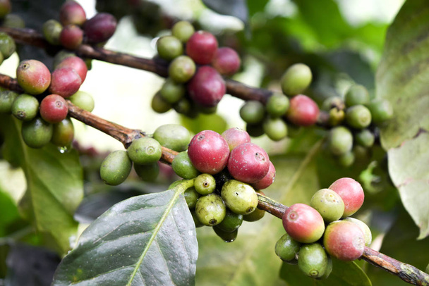 コーヒーの木の枝にある赤いコーヒー豆の閉鎖、タイのチェンマイにあるコーヒー農園 - 写真・画像