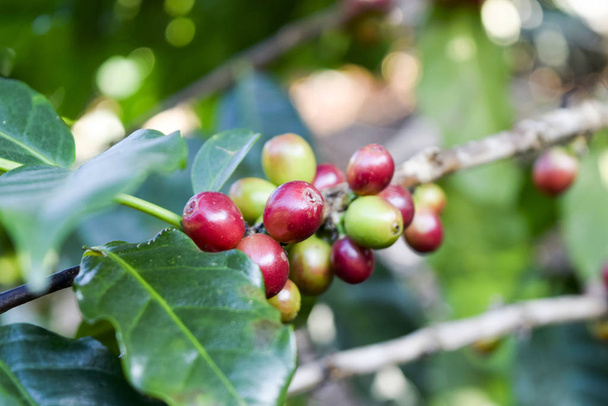 Primi piani di chicchi di caffè rosso su un ramo di albero del caffè, piantagione di caffè a Chiang rai, Thailandia - Foto, immagini