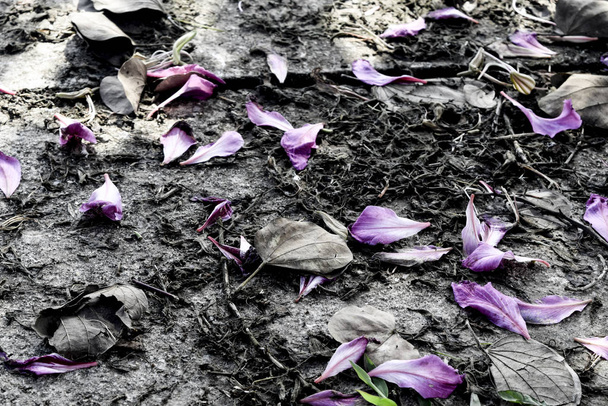 Πολλά φύλλα του λουλουδιού μαραίνονται στο έδαφος, corolla στο έδαφος, vintage χρώμα στυλ - Φωτογραφία, εικόνα