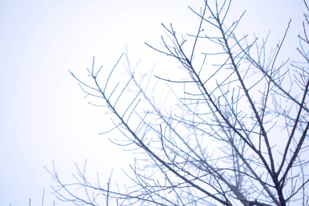 Zweige eines Baumes mit blauem Himmel - Foto, Bild