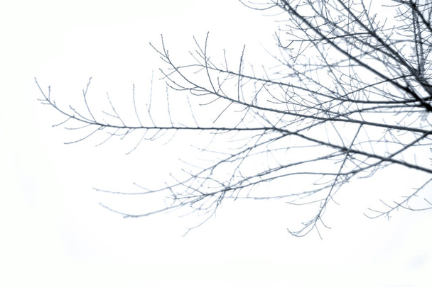 Silhouette de branches d'arbres séchées sur le ciel - Photo, image