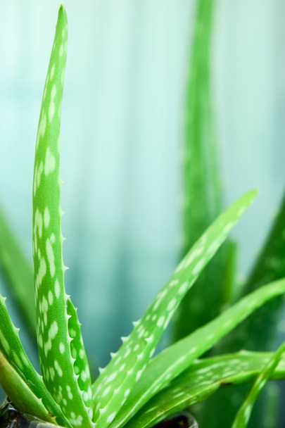 Close up Foglie di aloe vera fresca, piante tropicali verdi all'aperto
 - Foto, immagini