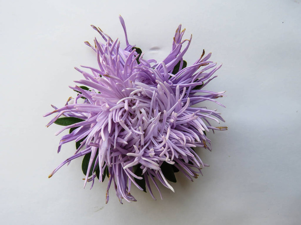 Violetti aster kukka taustalla, minimaalinen käsite, ylhäältä katsottuna, kopioi tilaa tekstin Group Objects
 - Valokuva, kuva
