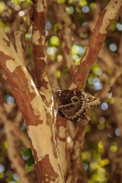 Parittelu pari Blue morpho perhonen Morpho menelaus hyönteisiä puussa puutarhassa
. - Valokuva, kuva
