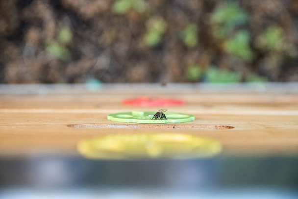 Close-up van kleine bijen op een houten bijenkorf. Onscherpe achtergrond. Concept van de bijenteelt.  - Foto, afbeelding