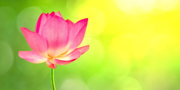 Lizenzgebühren hohe Qualität freies Aktienbild einer rosa Lotusblume. der Hintergrund ist das Lotusblatt und rosa Lotusblume und Lotusknospe in einem Teich - Foto, Bild