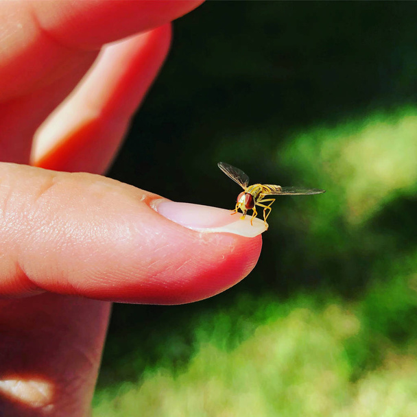 Musta ja keltainen hoverfly joskus kutsutaan kukka lentää tai siirappi lentää, istuu naisten kynsien vihreä kopio tilaa
.  - Valokuva, kuva