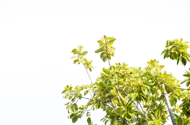 gree leaf on white background - Valokuva, kuva