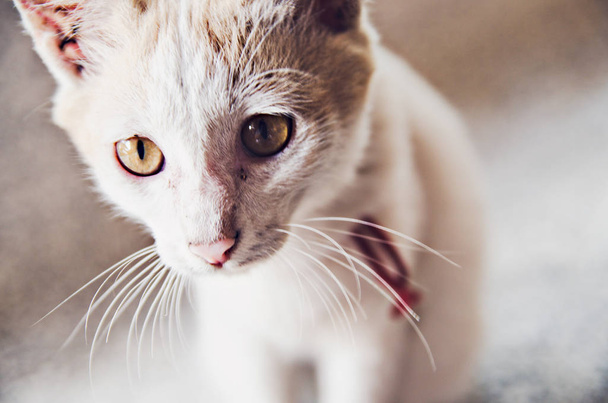macska baba mancs játszóház PET Kitty macska élelmiszer miau Kitty keres darukar hűséges - Fotó, kép