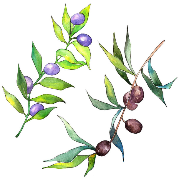 Olivovník ve stylu akvarelu. Izolované ilustrace prvek. Celé jméno rostliny: větve olivovník. Aquarelle olivový strom na pozadí, textura, souhrnný vzorek, rám nebo hranice. - Fotografie, Obrázek