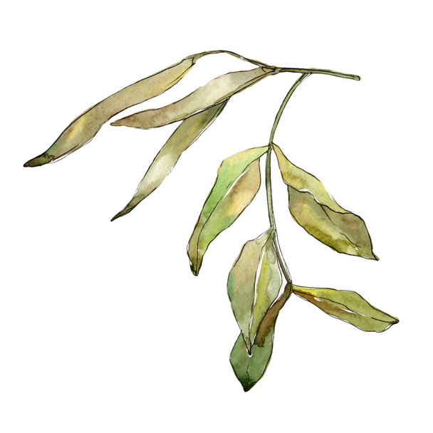 Autumn green acacia leaves. Leaf plant botanical garden floral foliage. Isolated illustration element. Aquarelle leaf for background, texture, wrapper pattern, frame or border. - Φωτογραφία, εικόνα