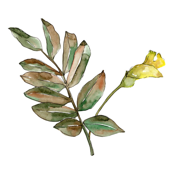 Ακακία φύλλα του φθινοπώρου πράσινο. Φύλλο φυτού Βοτανικός Κήπος floral φύλλωμα. Απομονωμένη εικονογράφηση στοιχείο. Φύλλα ακουαρέλας για φόντο, υφή, μοτίβο περιτύλιγμα, πλαίσιο ή στα σύνορα. - Φωτογραφία, εικόνα