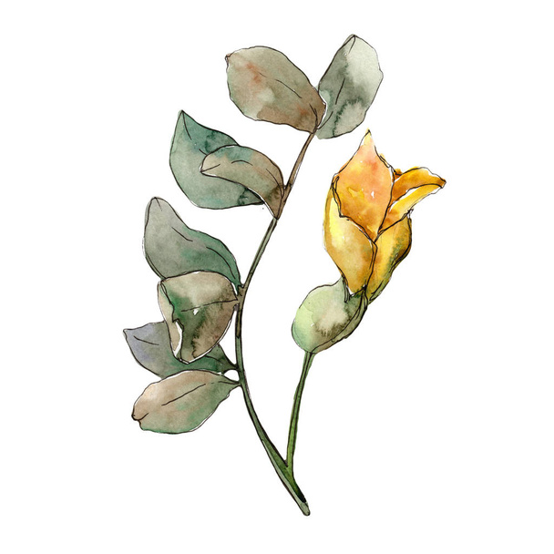 Ακακία φύλλα του φθινοπώρου πράσινο. Φύλλο φυτού Βοτανικός Κήπος floral φύλλωμα. Απομονωμένη εικονογράφηση στοιχείο. Φύλλα ακουαρέλας για φόντο, υφή, μοτίβο περιτύλιγμα, πλαίσιο ή στα σύνορα. - Φωτογραφία, εικόνα