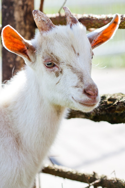 Domestic goatling - Photo, Image