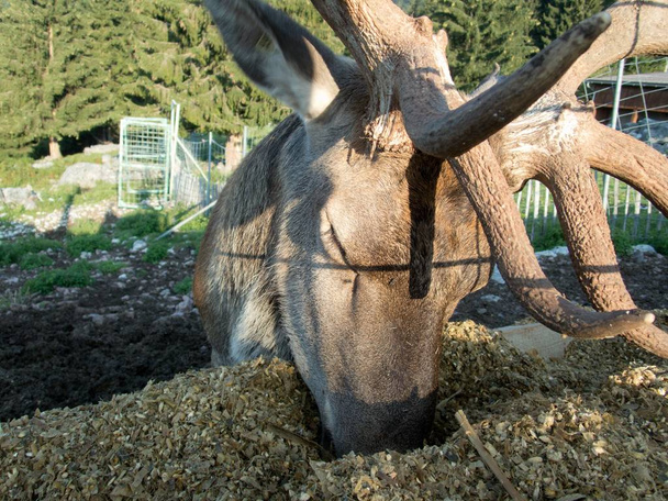 un ciervo domesticado en una granja de los Alpes
 - Foto, imagen