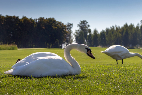 White swans eating grass in green summer filed. Birds with white feather in the middle of meadow. Elegance and peace background. Summer wildlife. Wild birds concept.  - Photo, image