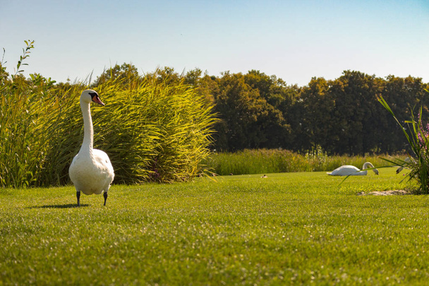 White swan standing on green cane background near river. Curious swan. Elegance and peace background. Summer wildlife. Wild birds concept. - Photo, Image