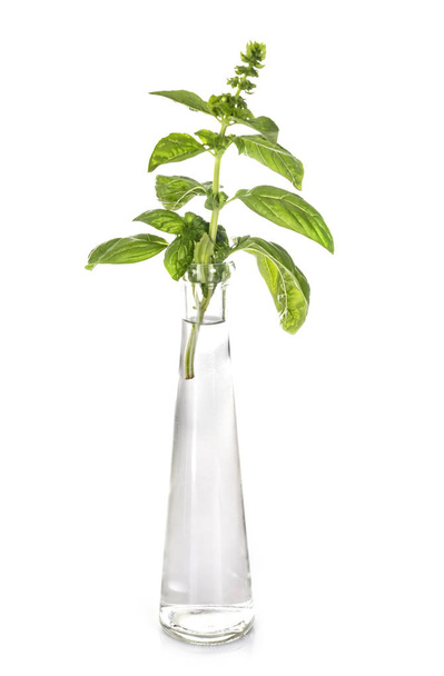 plant in reageerbuis voor witte achtergrond - Foto, afbeelding