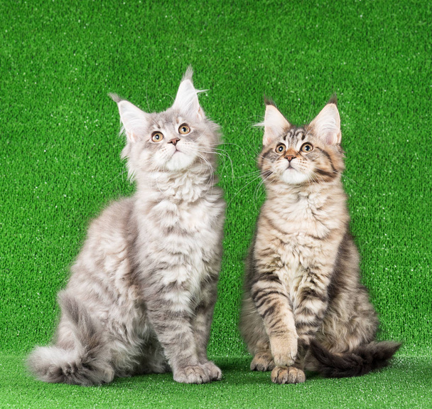 Cute Maine Coon kittens over green grass background - Foto, immagini