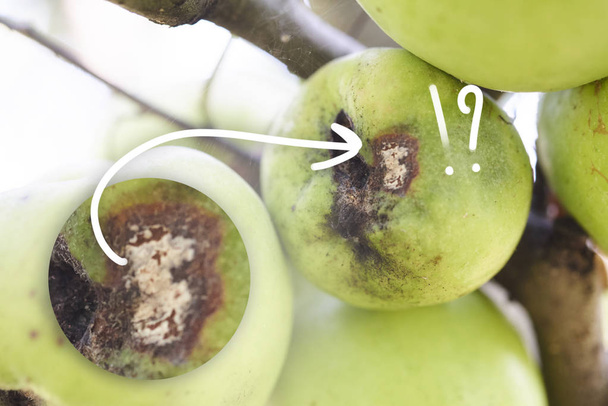 Fruits Infected by the Apple scab Venturia inaequalis. Orchard. Macro. - Photo, Image