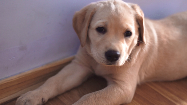 portrait of a small funny dog Labrador - Materiał filmowy, wideo
