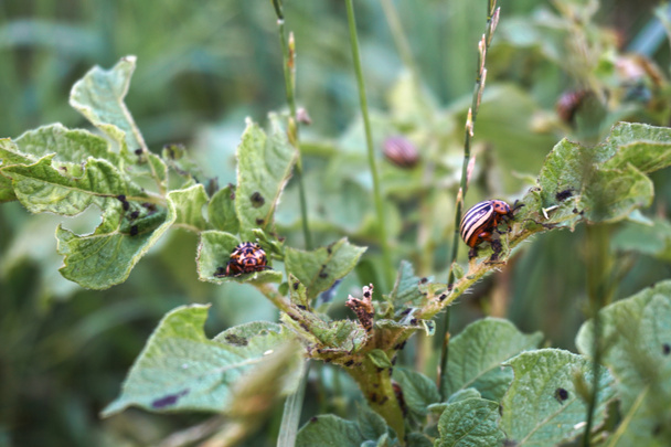 Malicious insect on green potatoes. Colorado beetle harms gardening. Stock Photo - Photo, Image