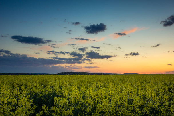 Puesta de sol sobre el campo de colza en Moravia, República Checa
 - Foto, Imagen