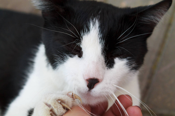 Portrét černobílý potulný kočka close-up - Fotografie, Obrázek