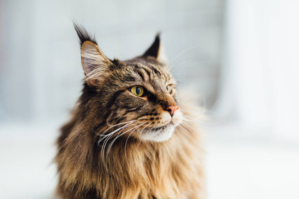 Maine Coon cat on white background - Фото, изображение