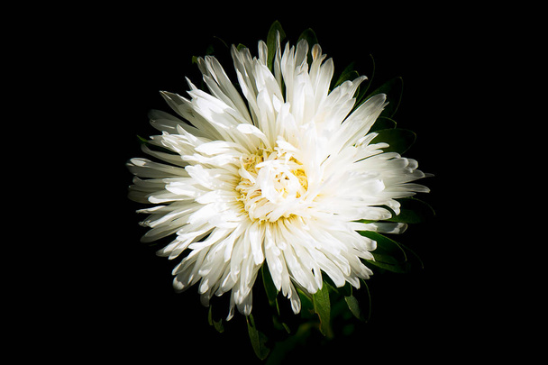 Fiore di bianco Astre vista dall'alto primo piano su sfondo scuro
 - Foto, immagini