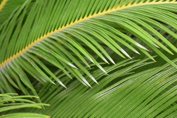 Follaje tropical de palma. Fondo verde
. - Foto, imagen
