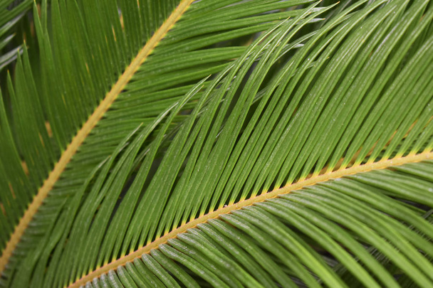 Lähikuva palmunlehdistä. trooppinen viidakon palmun lehvistö. Vihertaustaa
. - Valokuva, kuva