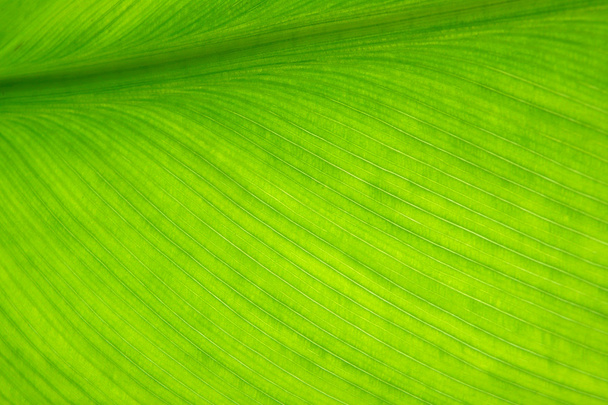 Banana leaf - Photo, Image