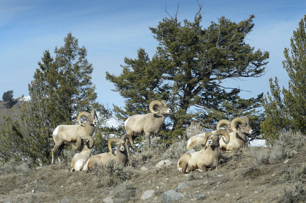 Bighorn Sheep (Ovis canadensis) ryhmä uros, pässi, makuulle, Yellowstonen kansallispuisto, Wyoming Montana, Yhdysvallat
. - Valokuva, kuva