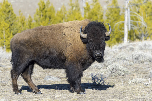American Bison (Bison bison), 9Yellowstone National Park, Wyoming-Montana, USA - Photo, Image