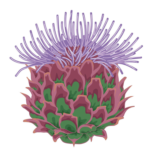 Lilac thistle blossoms. Stock illustration. Isolated image on white background.  - Vector, imagen