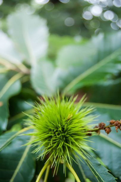 Jedno čerstvé zelené kaštany Ježek s květy na stromě - Fotografie, Obrázek