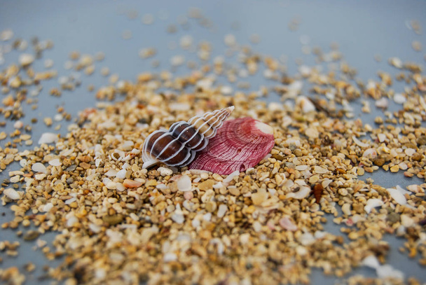 Dos pequeñas conchas en la arena cruda y marrón claro
 - Foto, imagen