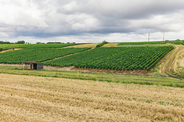 Green grape field in France, the nature of northern Burgundy, Chablis - Foto, Imagen