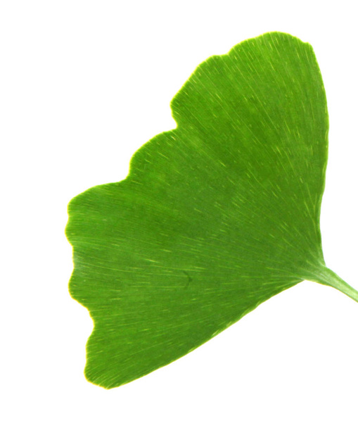 Ginkgo Biloba liść - kolor obrazu - Zdjęcie, obraz