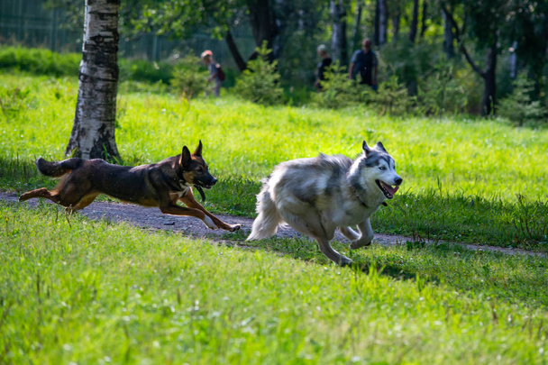 Kutyák játszanak egymással. Szibériai husky. Boldog zaj. Agresszív kutya. Képzés kutyák. Oktatás, kutyatenyésztő, intenzív képzés-ból fiatal kutyák. Fiatal, erélyes kutya sétálni. Élvezi, játék  - Fotó, kép