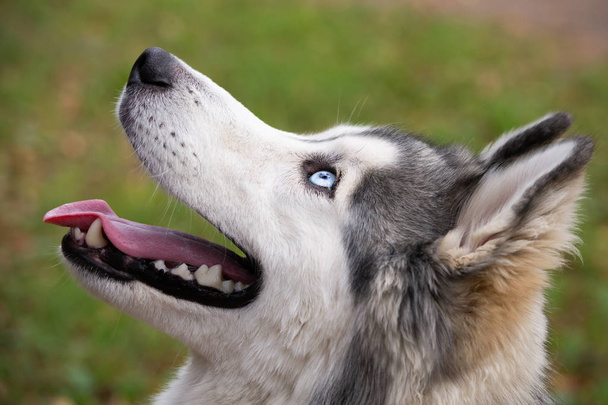 Joven perro enérgico en un paseo. Husky siberiano. La insolación, la salud de los pupilos en verano. Cómo proteger a tu perro del sobrecalentamiento.Entrenamiento de perros. Whiskers, retrato, primer plano. Disfrutando, jugando
  - Foto, Imagen