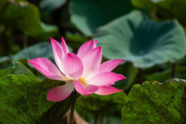 Close up pink lotus flower blooming (Nelumbo nucifera) - Fotografie, Obrázek