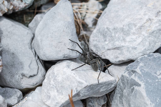Schwarze Spinne sitzt auf Steinen in der Sonne, Österreich - Foto, Bild