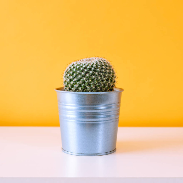 Cactus plant in metal pot. Potted cactus house plant on white shelf against pastel mustard colored wall. - Φωτογραφία, εικόνα