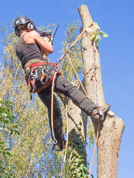 Kadın ağaç cerrahı testere ile ağaç üstündeki çalışma. - Fotoğraf, Görsel