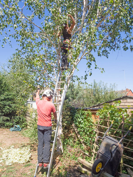 Bir ağaca çalışan bir kadın Arborist için bir merdiven erkek ağaç cerrahı tutar. - Fotoğraf, Görsel